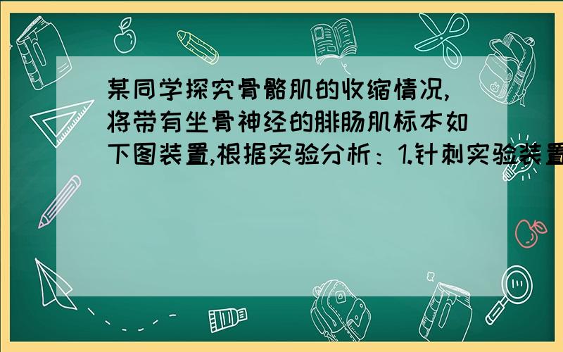 某同学探究骨骼肌的收缩情况,将带有坐骨神经的腓肠肌标本如下图装置,根据实验分析：1.针刺实验装置中的腓肠肌,发现指针向右偏移,则说明肌肉能够（）2.针刺实验装置中的坐骨神经,发现