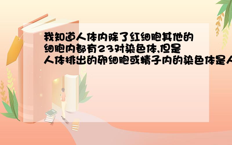 我知道人体内除了红细胞其他的细胞内都有23对染色体,但是人体排出的卵细胞或精子内的染色体是人体每个细胞内的23对染色体都分出去一半,还是指定细胞的成对染色体分出去一半,明白我说