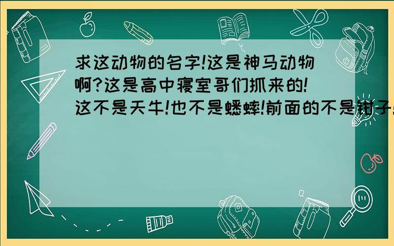 求这动物的名字!这是神马动物啊?这是高中寝室哥们抓来的!这不是天牛!也不是蟋蟀!前面的不是钳子!也不是尸体拼凑!长的特像大型蟑螂= = !就是不知道头顶为啥会有两特粗的腿（可惜不是腿