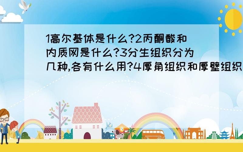 1高尔基体是什么?2丙酮酸和内质网是什么?3分生组织分为几种,各有什么用?4厚角组织和厚壁组织是什么,有什么区别?