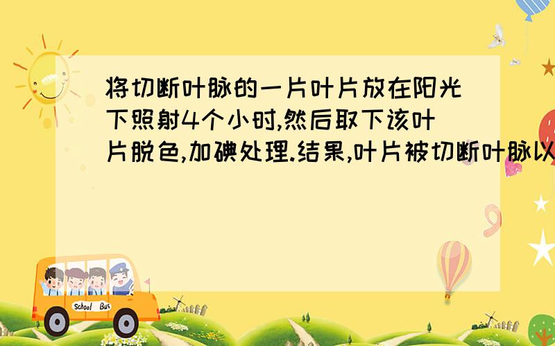 将切断叶脉的一片叶片放在阳光下照射4个小时,然后取下该叶片脱色,加碘处理.结果,叶片被切断叶脉以上的部分没有变蓝,以下部分变蓝.这一实验结果表明,光合作用需要（）A.阳光B.水分C.叶