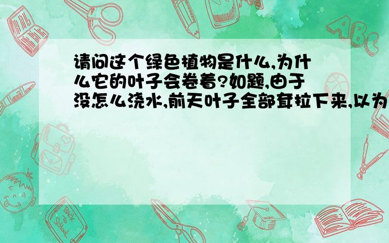 请问这个绿色植物是什么,为什么它的叶子会卷着?如题,由于没怎么浇水,前天叶子全部耷拉下来,以为要死了,然后浇水之后,第二天它的叶子又站起来了,但是叶子一直都是卷着的.怎么养叶子才