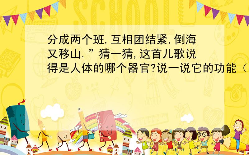 分成两个班,互相团结紧,倒海又移山.”猜一猜,这首儿歌说得是人体的哪个器官?说一说它的功能（至少5个）.