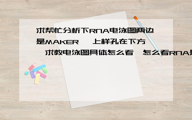 求帮忙分析下RNA电泳图两边是MAKER ,上样孔在下方,求教电泳图具体怎么看,怎么看RNA是否有降解,或者是否有蛋白质和盐类污染