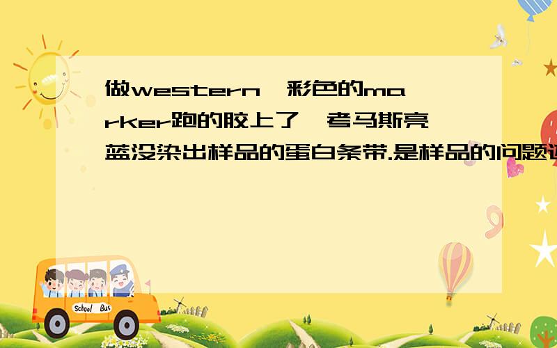 做western,彩色的marker跑的胶上了,考马斯亮蓝没染出样品的蛋白条带.是样品的问题还是胶有问题?