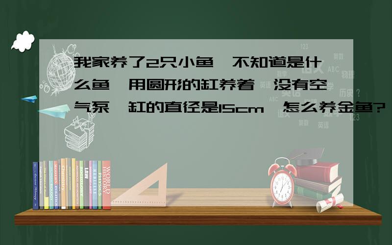 我家养了2只小鱼,不知道是什么鱼,用圆形的缸养着,没有空气泵,缸的直径是15cm,怎么养金鱼?