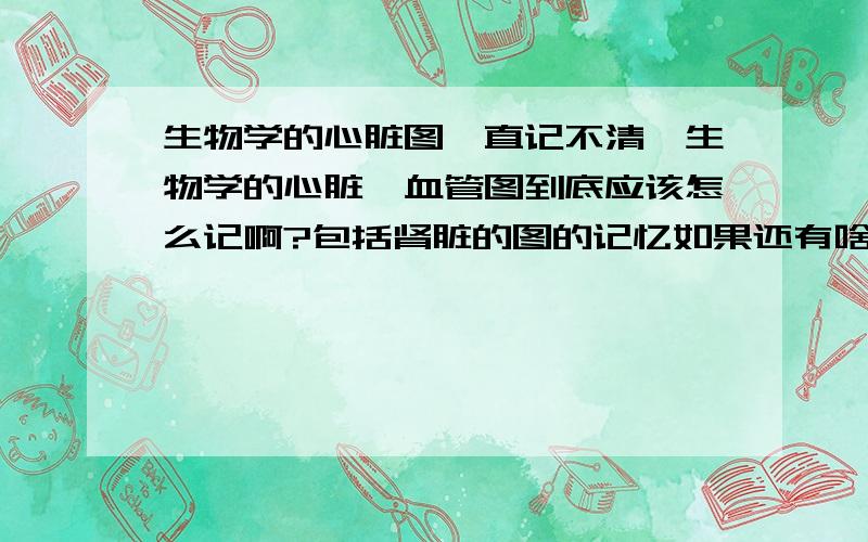 生物学的心脏图一直记不清,生物学的心脏,血管图到底应该怎么记啊?包括肾脏的图的记忆如果还有啥重要的经典题型请一并发过来,麻烦啦