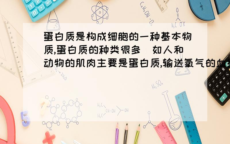 蛋白质是构成细胞的一种基本物质,蛋白质的种类很多（如人和动物的肌肉主要是蛋白质,输送氧气的血红蛋白是蛋白质）.蛋白质的结构很复杂,但是,各种蛋白质的基本组成单位都是氨基酸.组