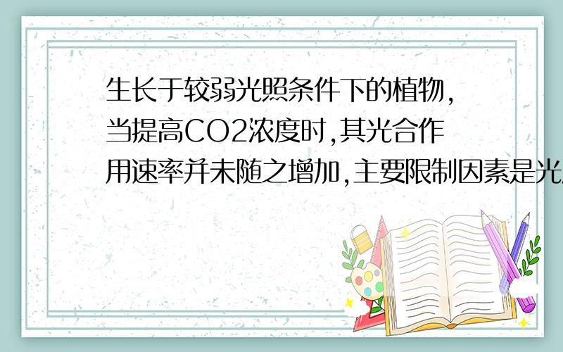 生长于较弱光照条件下的植物,当提高CO2浓度时,其光合作用速率并未随之增加,主要限制因素是光反应,