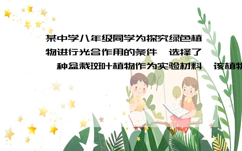 某中学八年级同学为探究绿色植物进行光合作用的条件,选择了一种盆栽斑叶植物作为实验材料,该植物的绿色部分和非绿色部分界限清晰,