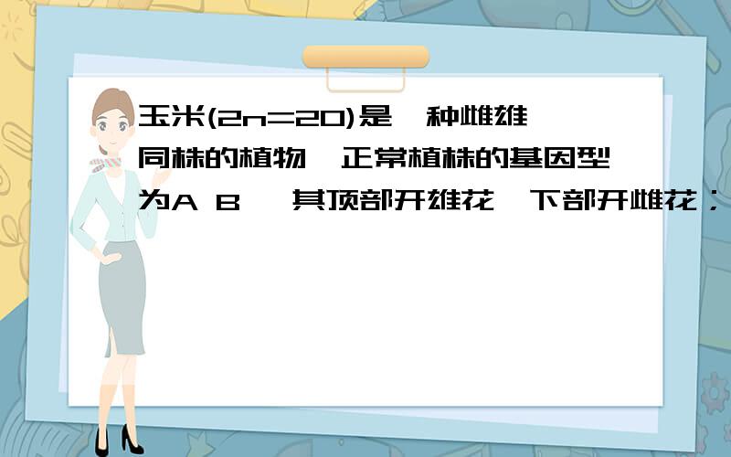 玉米(2n=20)是一种雌雄同株的植物,正常植株的基因型为A B ,其顶部开雄花,下部开雌花；基因型为aaB 的植株不能开出雌花而成为雄株；基因型为A bb或aabb的植株的顶端长出的是雌花而成为雌株.