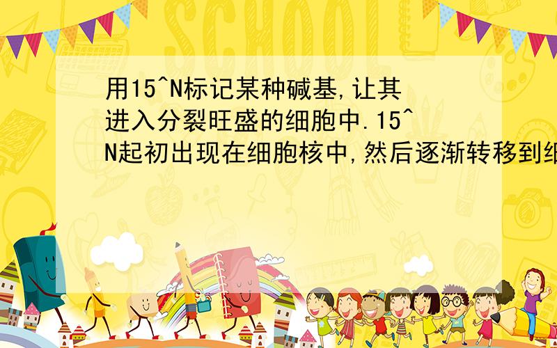 用15^N标记某种碱基,让其进入分裂旺盛的细胞中.15^N起初出现在细胞核中,然后逐渐转移到细胞溶胶和核糖体上.一般来说,被标记的碱基不可能是?A 腺嘌呤 B 鸟嘌呤 C 胸腺嘧啶 D 尿嘧啶有3个核