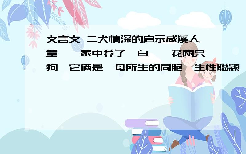 文言文 二犬情深的启示咸溪人童镛,家中养了一白、一花两只狗,它俩是一母所生的同胞,生性聪颖,善解人意.后来,那只白狗忽然因眼疾瞎了,不能回笼照料自己的饮食,花狗便衔了食物喂它吃.到