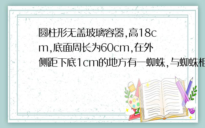 圆柱形无盖玻璃容器,高18cm,底面周长为60cm,在外侧距下底1cm的地方有一蜘蛛,与蜘蛛相对的圆柱相对的圆柱形容器的上口外侧距开口1cm的地方有一苍蝇,试求急于捕获苍蝇充饥的蜘蛛所走的最短