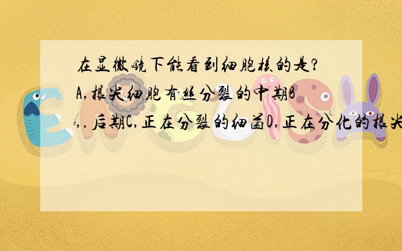 在显微镜下能看到细胞核的是?A,根尖细胞有丝分裂的中期B,.后期C,正在分裂的细菌D,正在分化的根尖表皮细胞为什么?