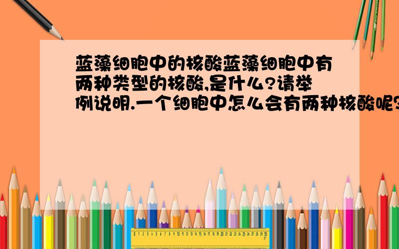 蓝藻细胞中的核酸蓝藻细胞中有两种类型的核酸,是什么?请举例说明.一个细胞中怎么会有两种核酸呢？那RNA分布于什么地方，起什么作用呢？