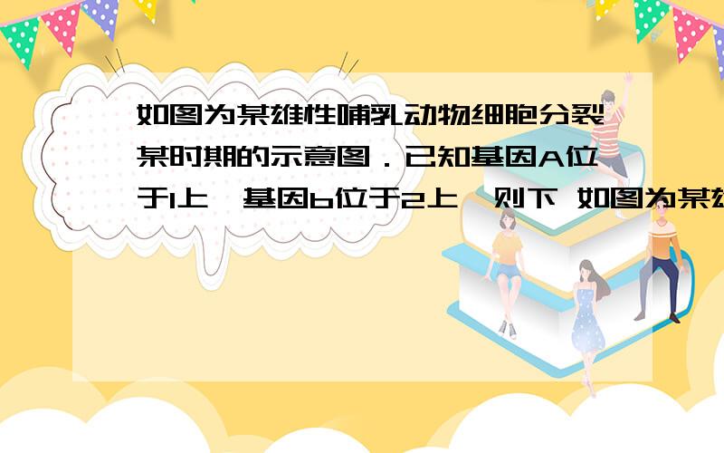 如图为某雄性哺乳动物细胞分裂某时期的示意图．已知基因A位于1上,基因b位于2上,则下 如图为某雄性哺乳动物细胞分裂某时期的示意图．已知基因A位于1上,基因b位于2上,则下图细胞产生Ab配