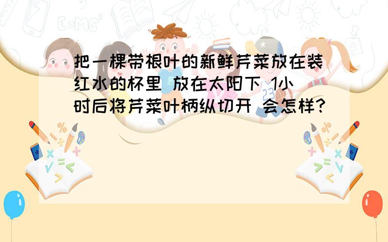 把一棵带根叶的新鲜芹菜放在装红水的杯里 放在太阳下 1小时后将芹菜叶柄纵切开 会怎样?