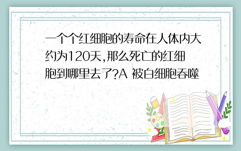 一个个红细胞的寿命在人体内大约为120天,那么死亡的红细胞到哪里去了?A 被白细胞吞噬          B 红细胞自己消融了C 被血小板吞噬了        C 被人体消化掉了老师说选D（他不确定）,最好是生