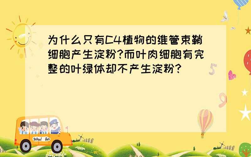 为什么只有C4植物的维管束鞘细胞产生淀粉?而叶肉细胞有完整的叶绿体却不产生淀粉?