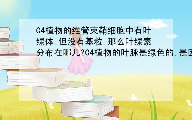 C4植物的维管束鞘细胞中有叶绿体,但没有基粒,那么叶绿素分布在哪儿?C4植物的叶脉是绿色的,是因为维管束鞘细胞中有叶绿体.