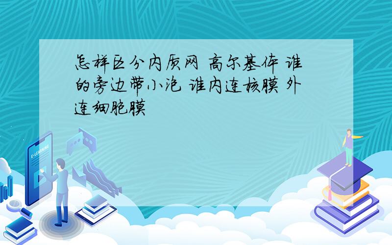 怎样区分内质网 高尔基体 谁的旁边带小泡 谁内连核膜 外连细胞膜