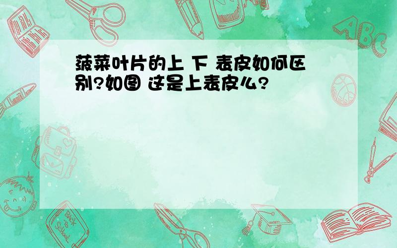 菠菜叶片的上 下 表皮如何区别?如图 这是上表皮么?