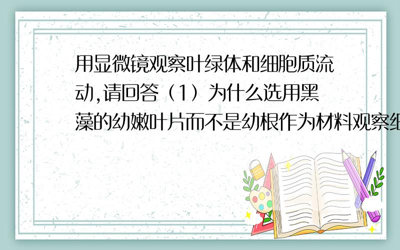 用显微镜观察叶绿体和细胞质流动,请回答（1）为什么选用黑藻的幼嫩叶片而不是幼根作为材料观察细胞质流动?（2）如果先用高倍镜观察,可能会出现什么情况?（3）叶绿体的形态和分布随什