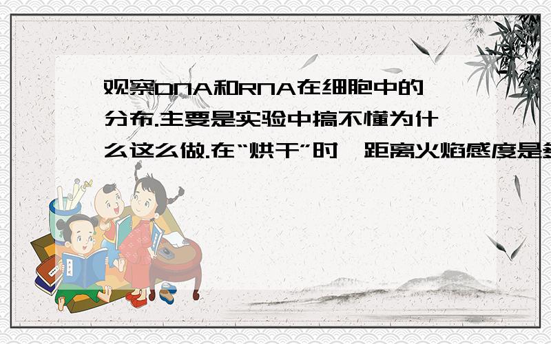 观察DNA和RNA在细胞中的分布.主要是实验中搞不懂为什么这么做.在“烘干”时,距离火焰感度是多少?什么时候撤离?在“水解”中,为什么要用30摄氏度的水来保温?而且是5min?关于盐酸的作用：