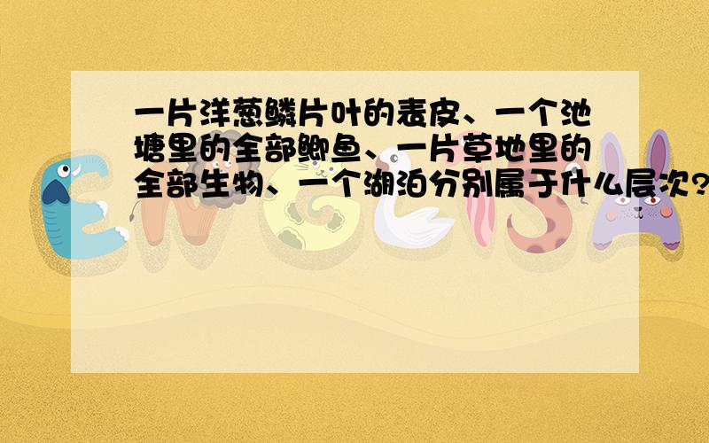 一片洋葱鳞片叶的表皮、一个池塘里的全部鲫鱼、一片草地里的全部生物、一个湖泊分别属于什么层次?