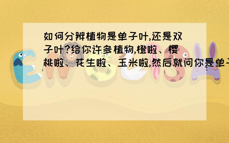 如何分辨植物是单子叶,还是双子叶?给你许多植物,橙啦、樱桃啦、花生啦、玉米啦,然后就问你是单子叶还是双子叶,其他什么都没给.