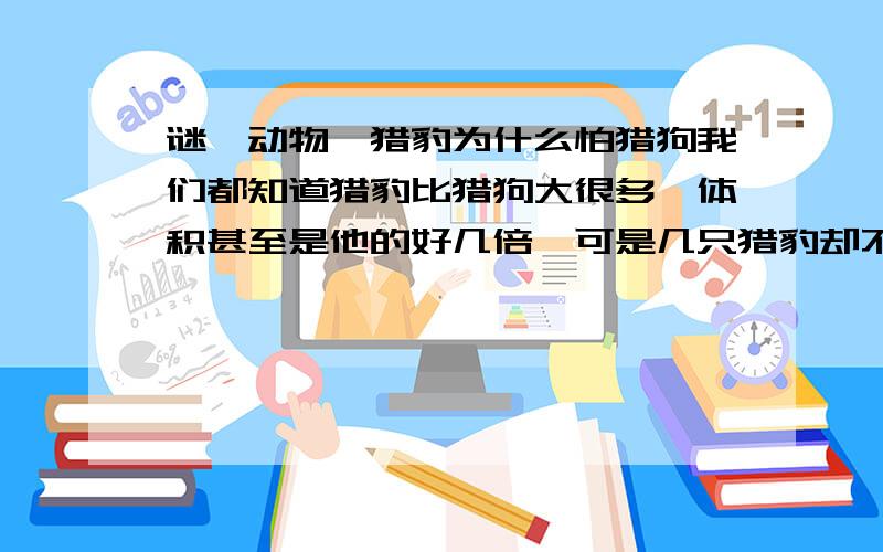 谜,动物,猎豹为什么怕猎狗我们都知道猎豹比猎狗大很多,体积甚至是他的好几倍,可是几只猎豹却不敌一只猎狗,我想不通,非诚勿扰!