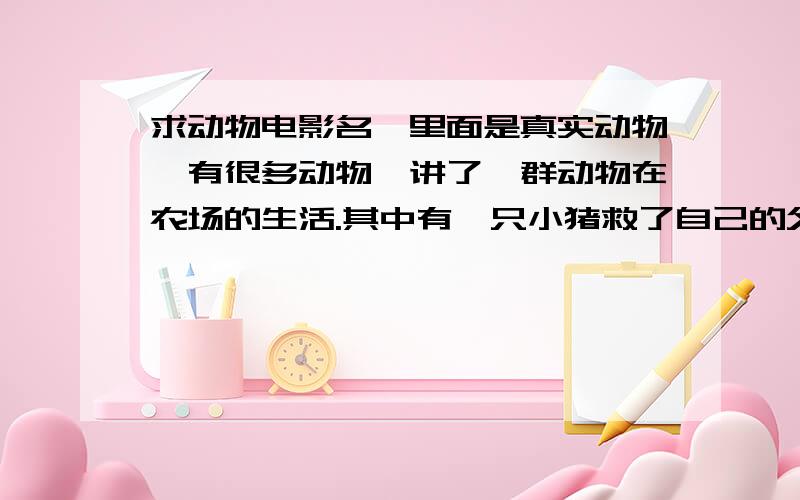 求动物电影名,里面是真实动物,有很多动物,讲了一群动物在农场的生活.其中有一只小猪救了自己的父母,这到底是什么电影啊