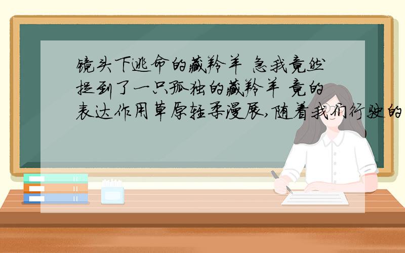 镜头下逃命的藏羚羊 急我竟然捉到了一只孤独的藏羚羊 竟的表达作用草原轻柔漫展,随着我们行驶的节奏而荡开高原的韵律.草势不够丰厚,也看不出多么肥美,甚至没有形成绿的层次感.偶尔能