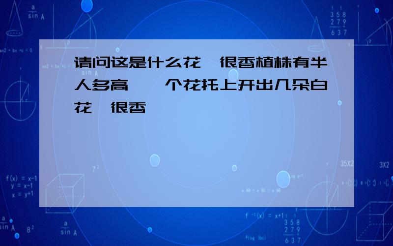 请问这是什么花,很香植株有半人多高,一个花托上开出几朵白花,很香