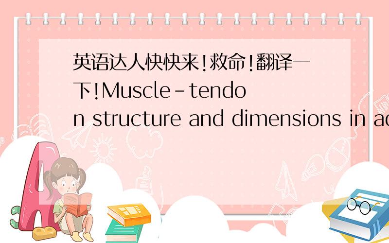 英语达人快快来!救命!翻译一下!Muscle-tendon structure and dimensions in adults and children.成人与儿童肌腱的结构和大小AbstractMuscle performance is closely related to the architecture and dimensions of the muscle-tendon unit