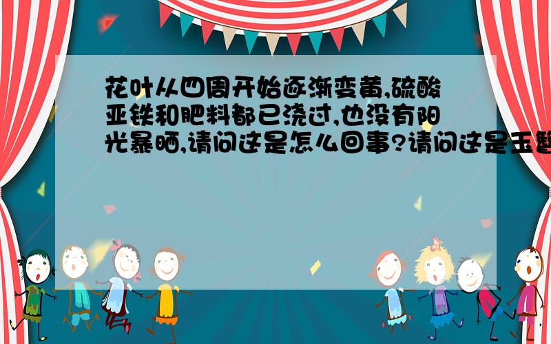 花叶从四周开始逐渐变黄,硫酸亚铁和肥料都已浇过,也没有阳光暴晒,请问这是怎么回事?请问这是玉簪吗?