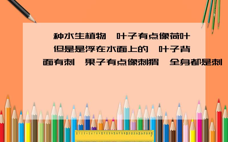 一种水生植物,叶子有点像荷叶,但是是浮在水面上的,叶子背面有刺,果子有点像刺猬,全身都是刺,把果子掰开,吃里面一粒粒的东西!我们这里叫机灵八果,想知道学名叫什么?