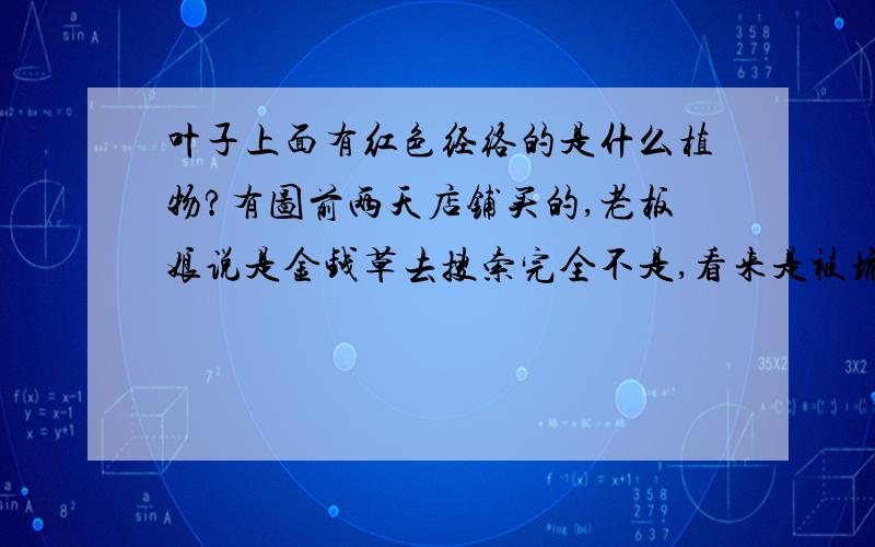 叶子上面有红色经络的是什么植物?有图前两天店铺买的,老板娘说是金钱草去搜索完全不是,看来是被坑了,哪位大神知道这是什么植物呀,我好百度了解它的习性好好照顾它······