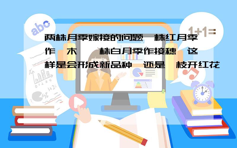 两株月季嫁接的问题一株红月季作砧木,一株白月季作接穗,这样是会形成新品种,还是一枝开红花,一枝开白花?如果一枝开红花,一枝开白花,那以后怎么剪枝啊?照说应该出现新品种才对