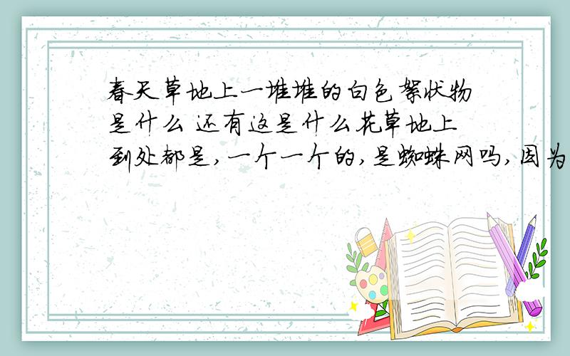 春天草地上一堆堆的白色絮状物是什么 还有这是什么花草地上到处都是,一个一个的,是蜘蛛网吗,因为有一次在一个上面看见一只蜘蛛,难道蜘蛛网可以不是不是网状的?我在广州,深圳也有这种