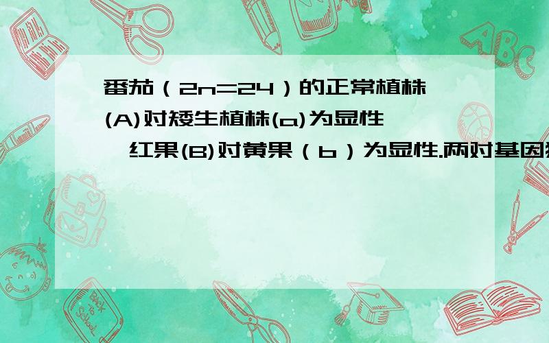 番茄（2n=24）的正常植株(A)对矮生植株(a)为显性,红果(B)对黄果（b）为显性.两对基因独立遗传在♀AA*♂aa杂交中,若A基因所在的同源染色体在减数第一次分裂时不分离,产生的雄配子染色体数目