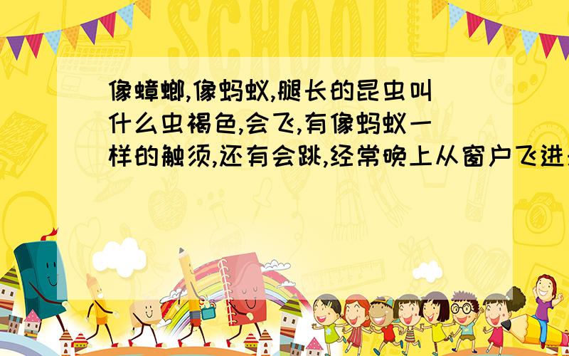 像蟑螂,像蚂蚁,腿长的昆虫叫什么虫褐色,会飞,有像蚂蚁一样的触须,还有会跳,经常晚上从窗户飞进来~不是蚂蚱~