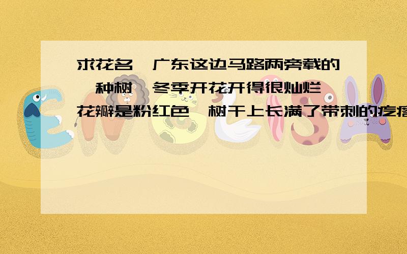 求花名,广东这边马路两旁载的一种树,冬季开花开得很灿烂,花瓣是粉红色,树干上长满了带刺的疙瘩,一直不知道叫什么名字.