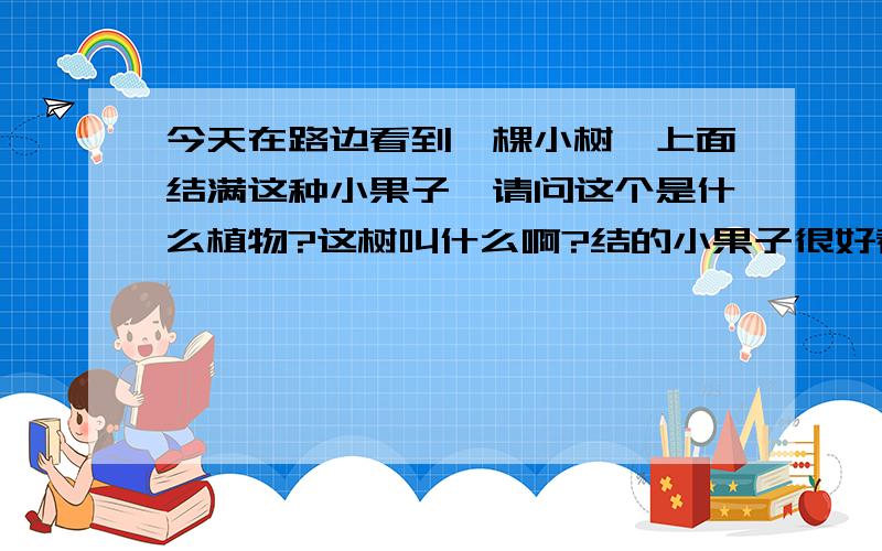 今天在路边看到一棵小树,上面结满这种小果子,请问这个是什么植物?这树叫什么啊?结的小果子很好看,有没有毒?