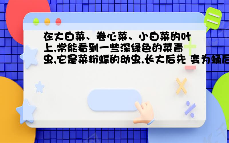 在大白菜、卷心菜、小白菜的叶上,常能看到一些深绿色的菜青虫,它是菜粉蝶的幼虫,长大后先 变为蛹后羽化为菜粉蝶.大白菜、卷心菜、小白菜、萝卜、油菜等植物的花,每一朵都由4片花瓣组