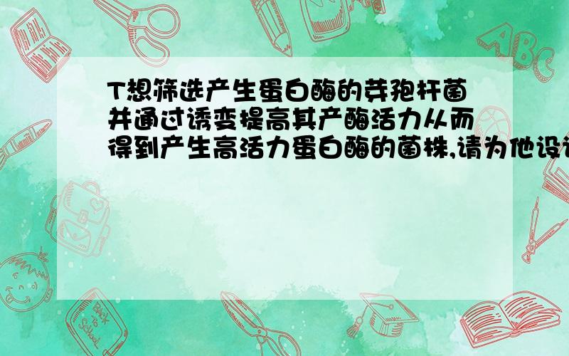 T想筛选产生蛋白酶的芽孢杆菌并通过诱变提高其产酶活力从而得到产生高活力蛋白酶的菌株,请为他设计方案小王想从自然界筛选一个产生蛋白酶的芽孢杆菌,并通过诱变提高其产酶活力,从而