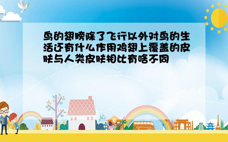 鸟的翅膀除了飞行以外对鸟的生活还有什么作用鸡翅上覆盖的皮肤与人类皮肤相比有啥不同