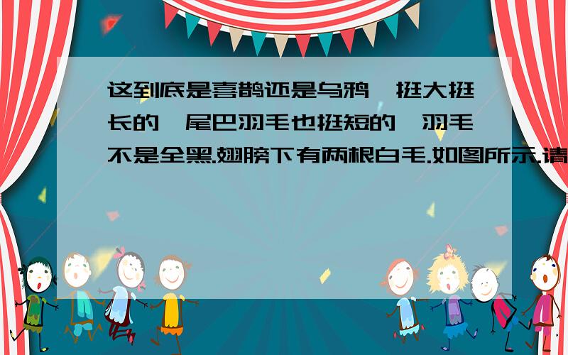 这到底是喜鹊还是乌鸦喙挺大挺长的,尾巴羽毛也挺短的,羽毛不是全黑.翅膀下有两根白毛.如图所示.请问到底是乌鸦还是喜鹊.