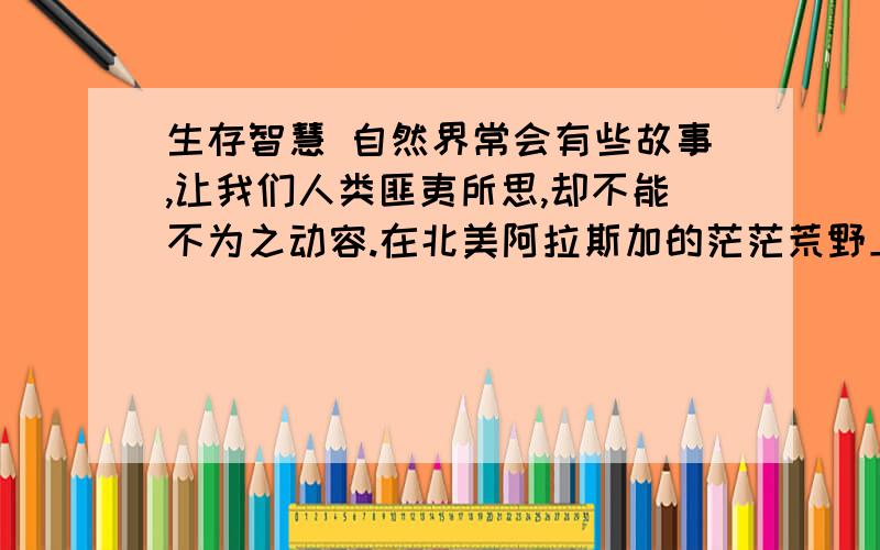 生存智慧 自然界常会有些故事,让我们人类匪夷所思,却不能不为之动容.在北美阿拉斯加的茫茫荒野上,生长着一种老鼠,以植被为生,繁殖力极强.但当种群繁殖过盛以致会对植被造成严重危害